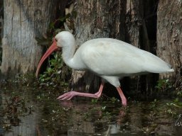 Florida_2007-2008-030